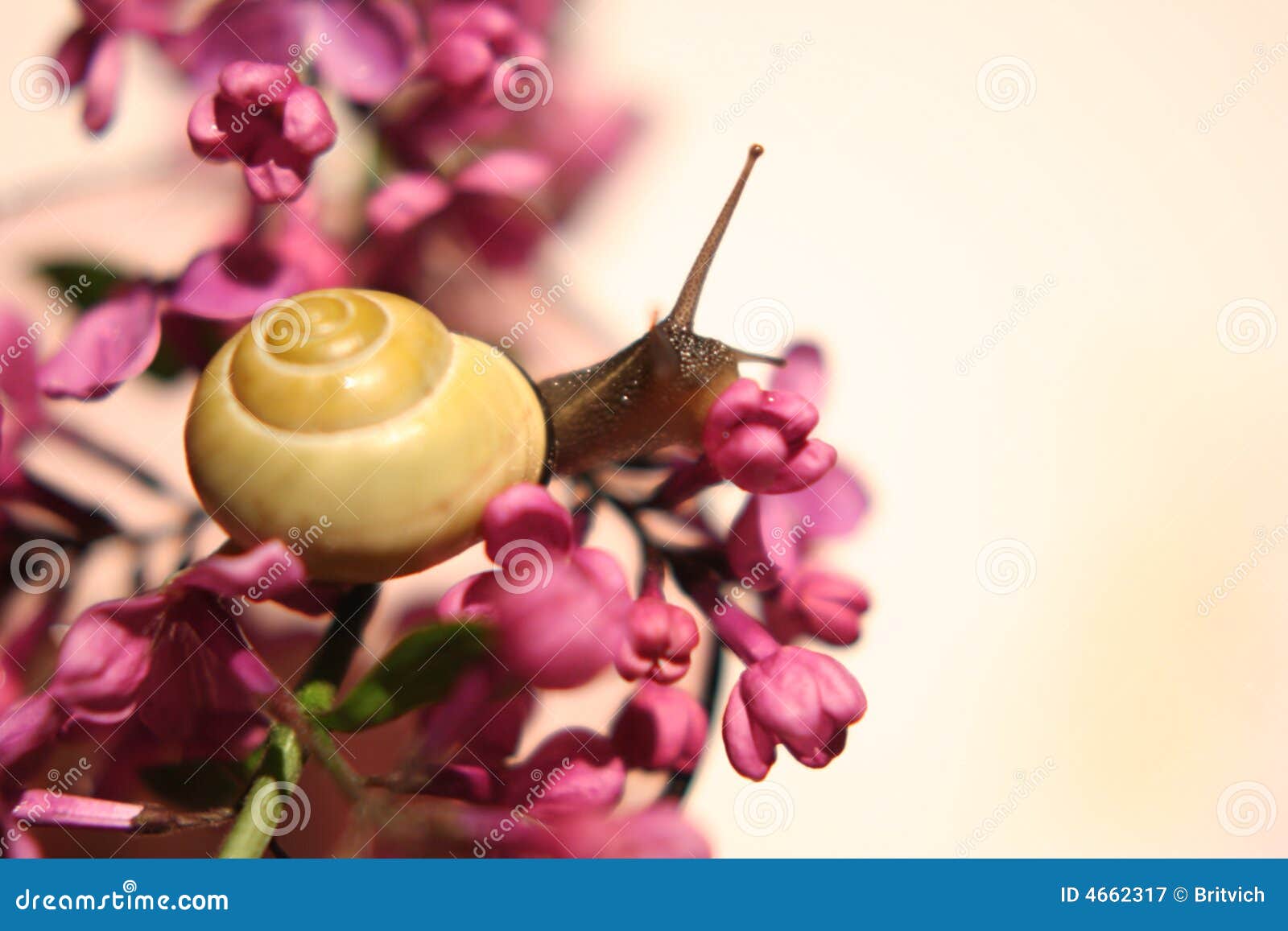 Flowers snail stock image. Image of lilac, plant, floral 4662317