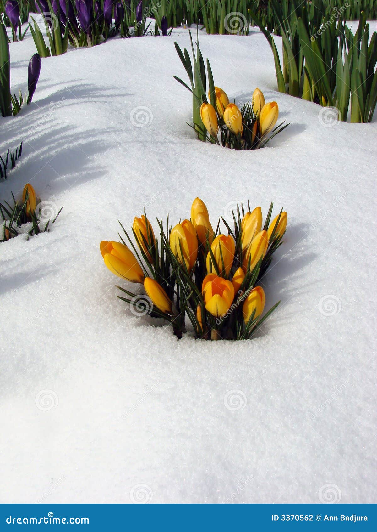 Flowers in the Snow, Vancouver Stock Photo Image of spring, vancouver