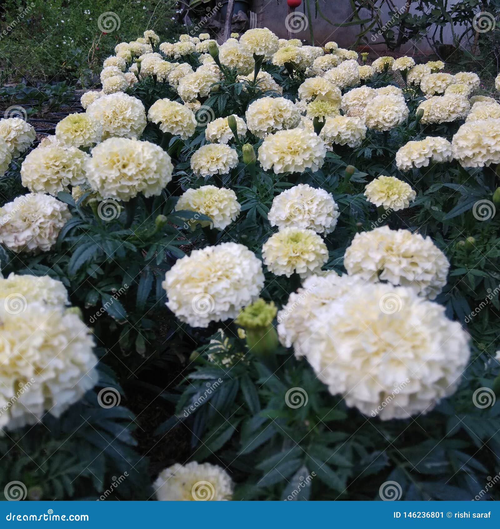 Flowers soft color stock image. Image of garden, color 146236801