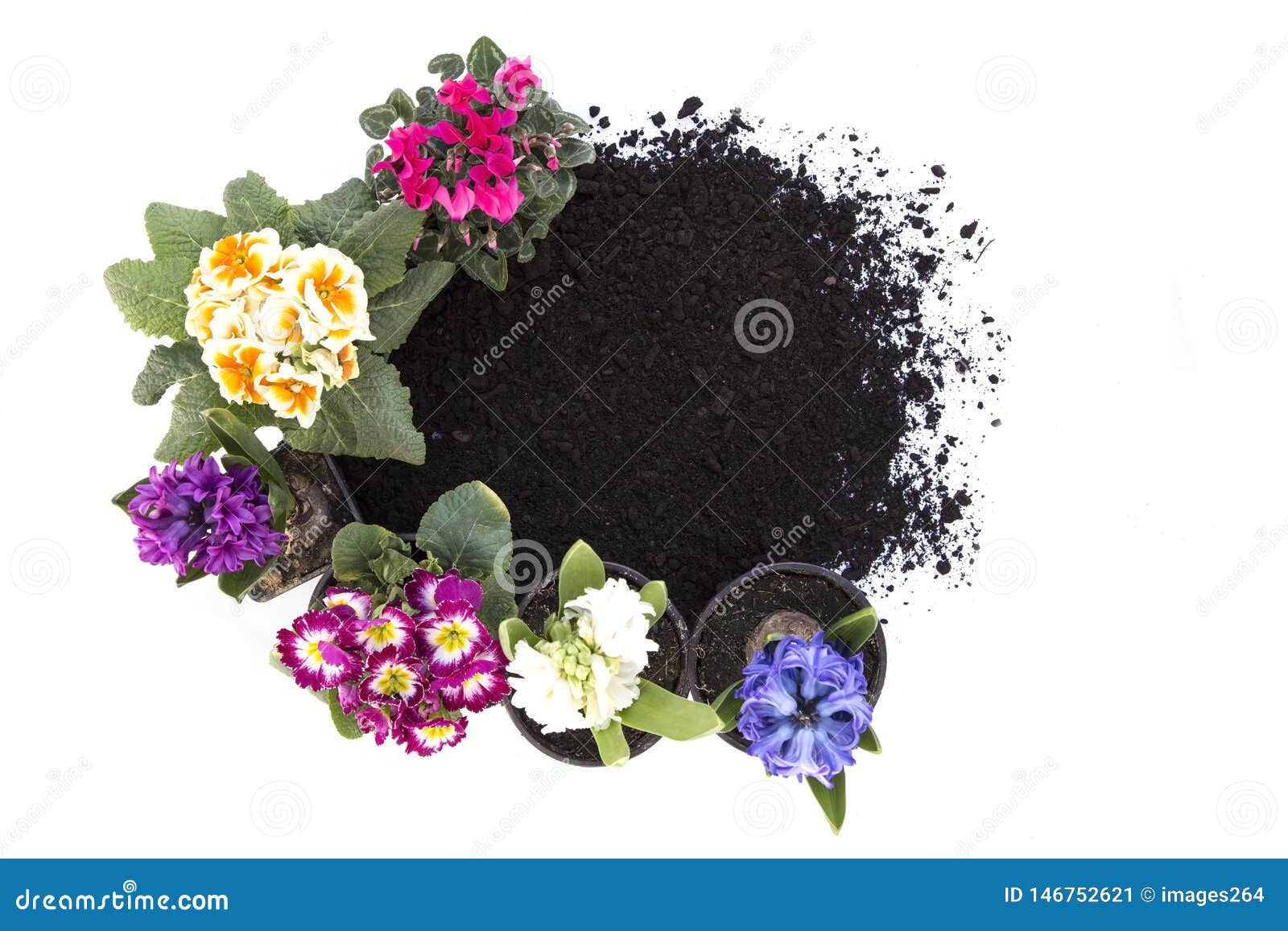 Flowers and soil stock image. Image of garden, blossom 146752621
