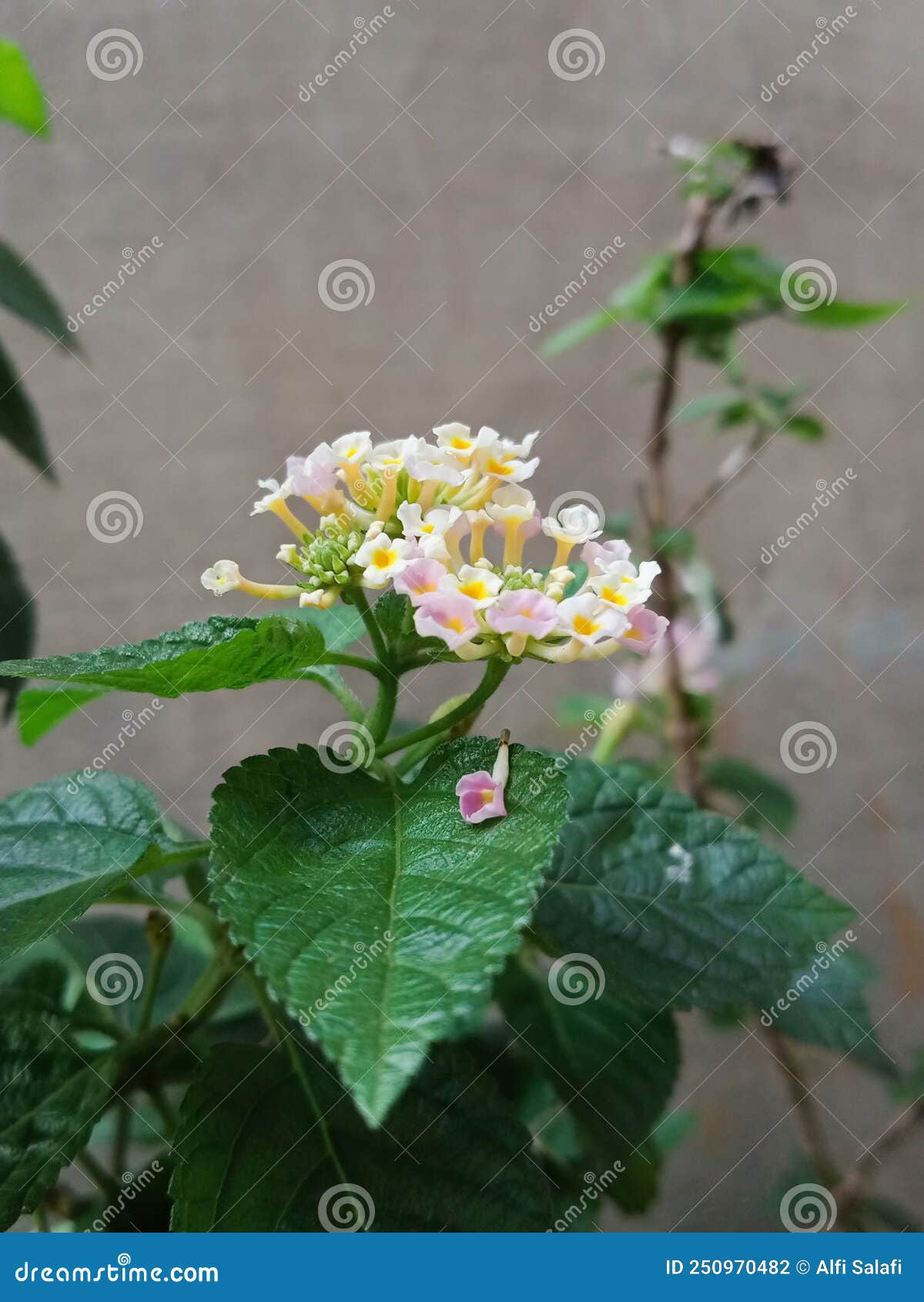 Flowers that Soothe the Soul Stock Photo Image of flowers, wildflower