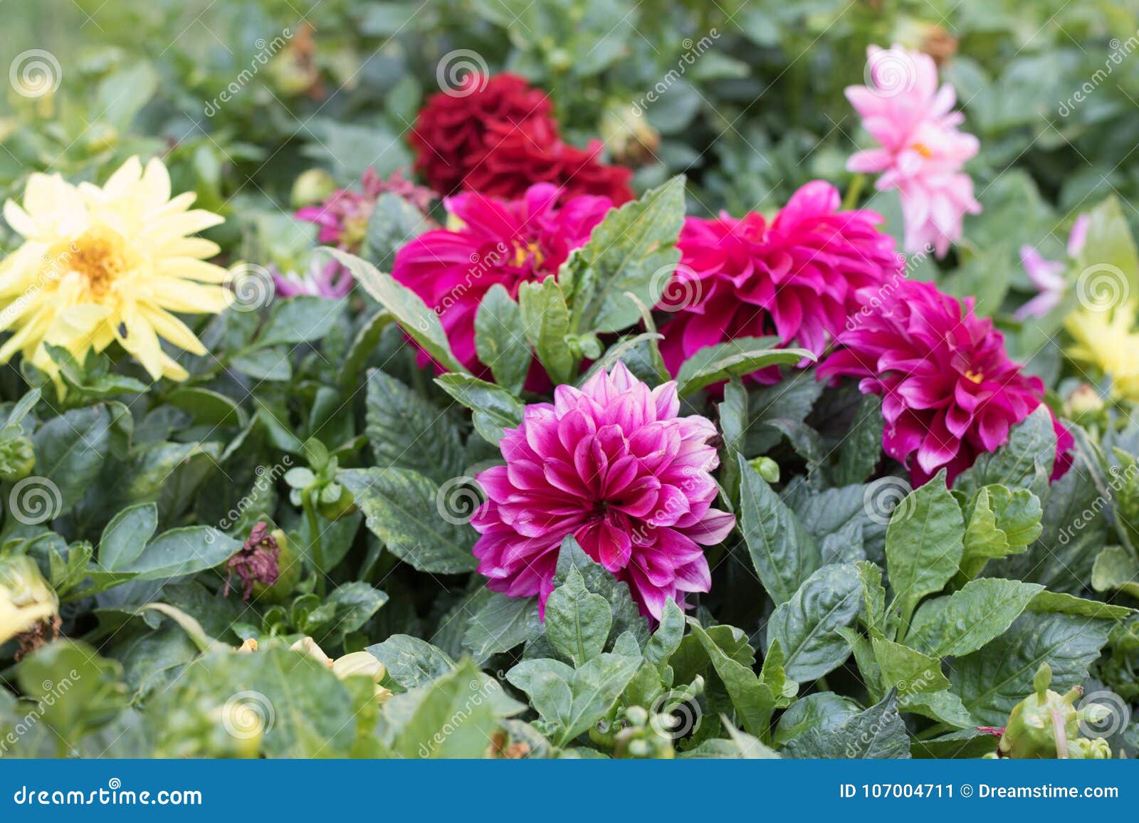 Flowers In A Spanish Garden Stock Image Image Of Very Golden