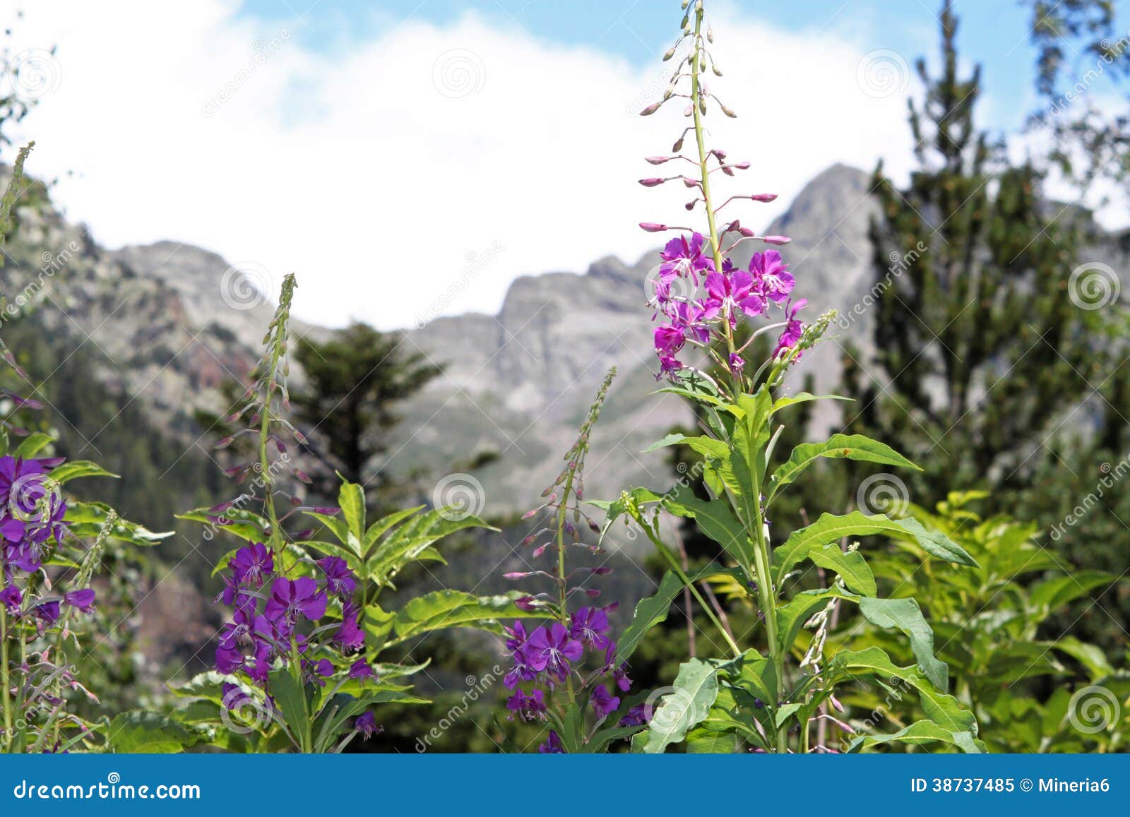Flowers in Spanish Pyrenees Stock Image Image of blue, resort 38737485