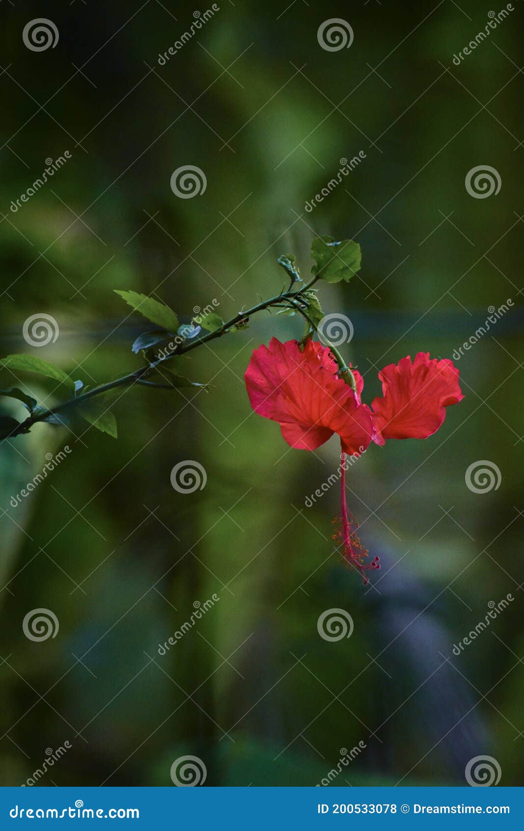 Flowers Speak Their Feelings Out Stock Photo Image of plant, flower
