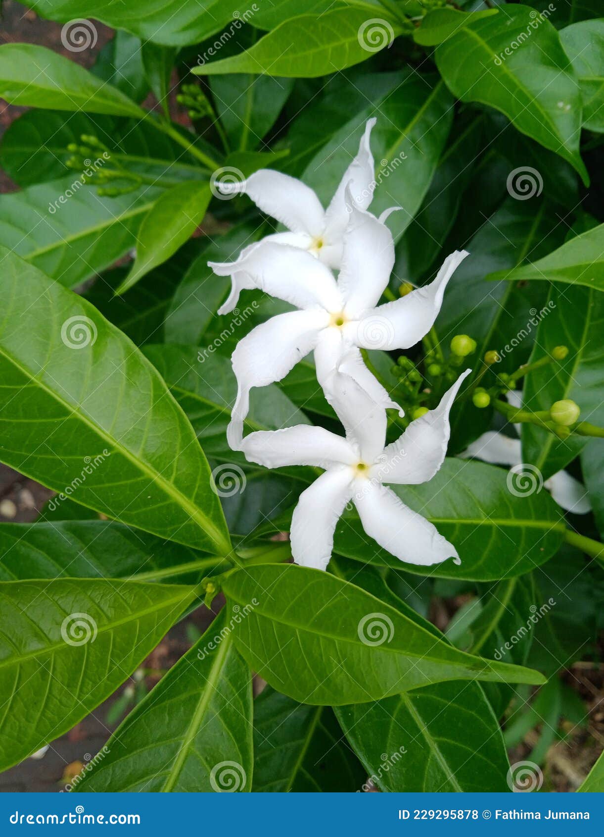 flowers of the special day