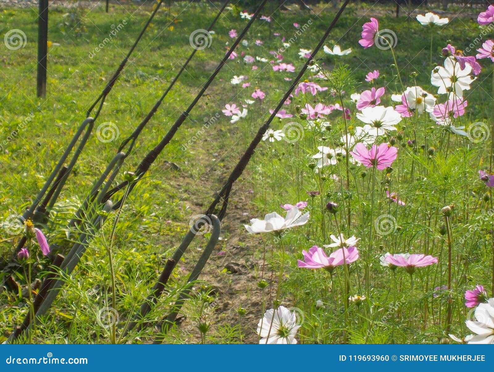 Flowers Spring Beautiful Colours Fresh Stock Photo Image of nature