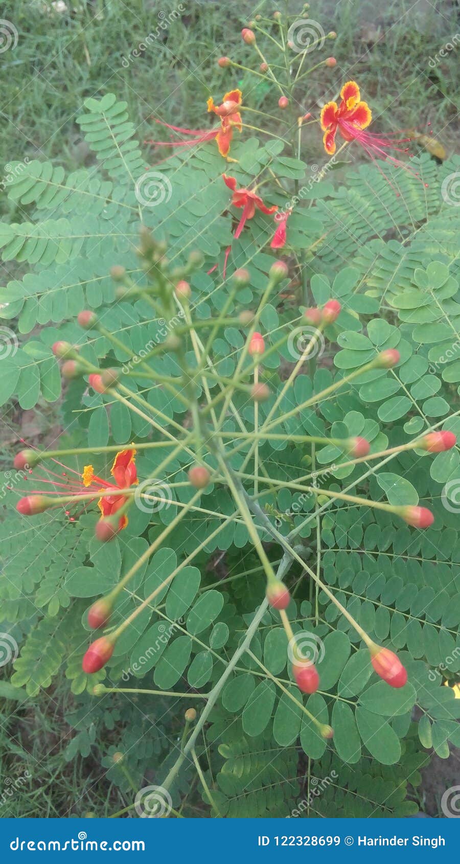 Flowers start BLOOMING!!!! stock image. Image of blooming 122328699