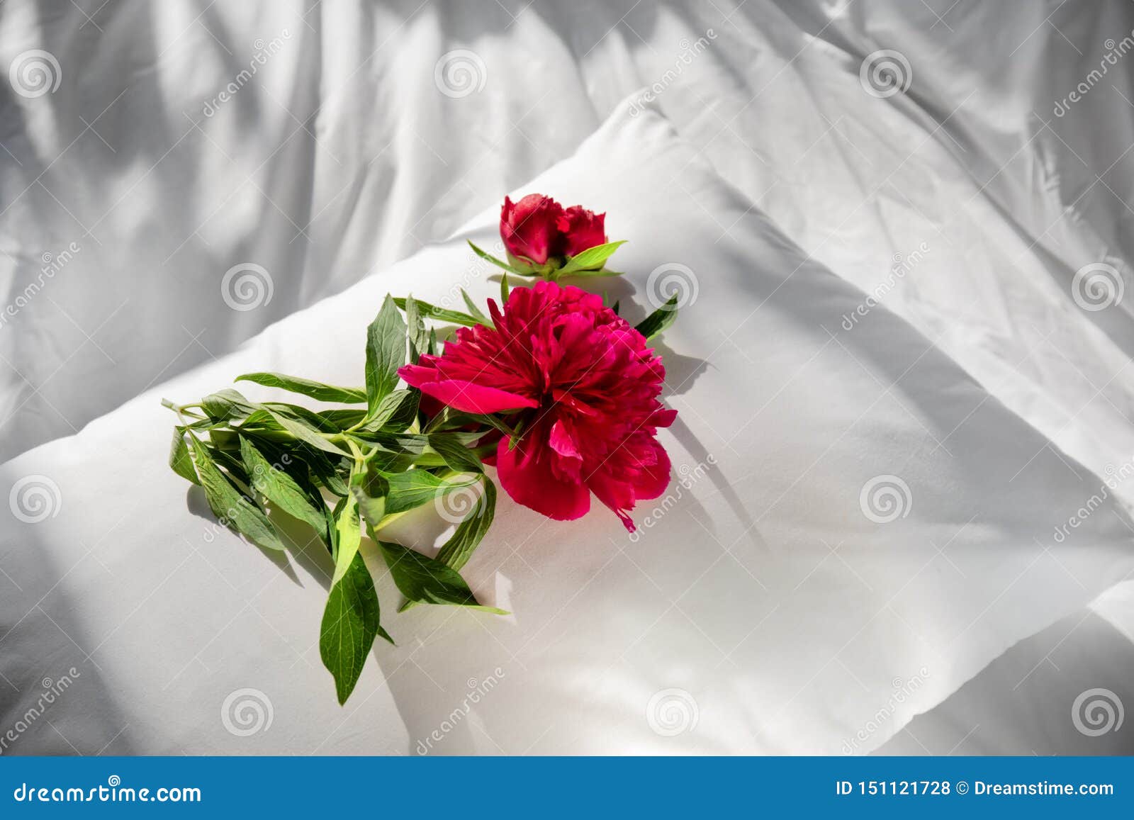 Flowers Staying on Open Book in Bed. Romantic Good Morning. Top ...
