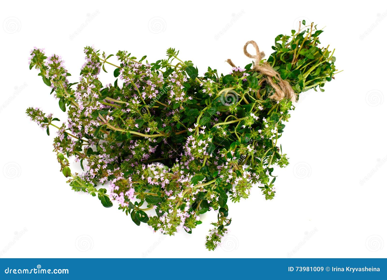 Flowers and Stems of Thyme stock image. Image of isolated 73981009