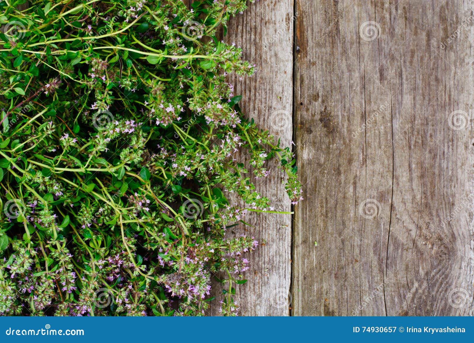 Flowers and Stems of Thyme stock image. Image of stem 74930657