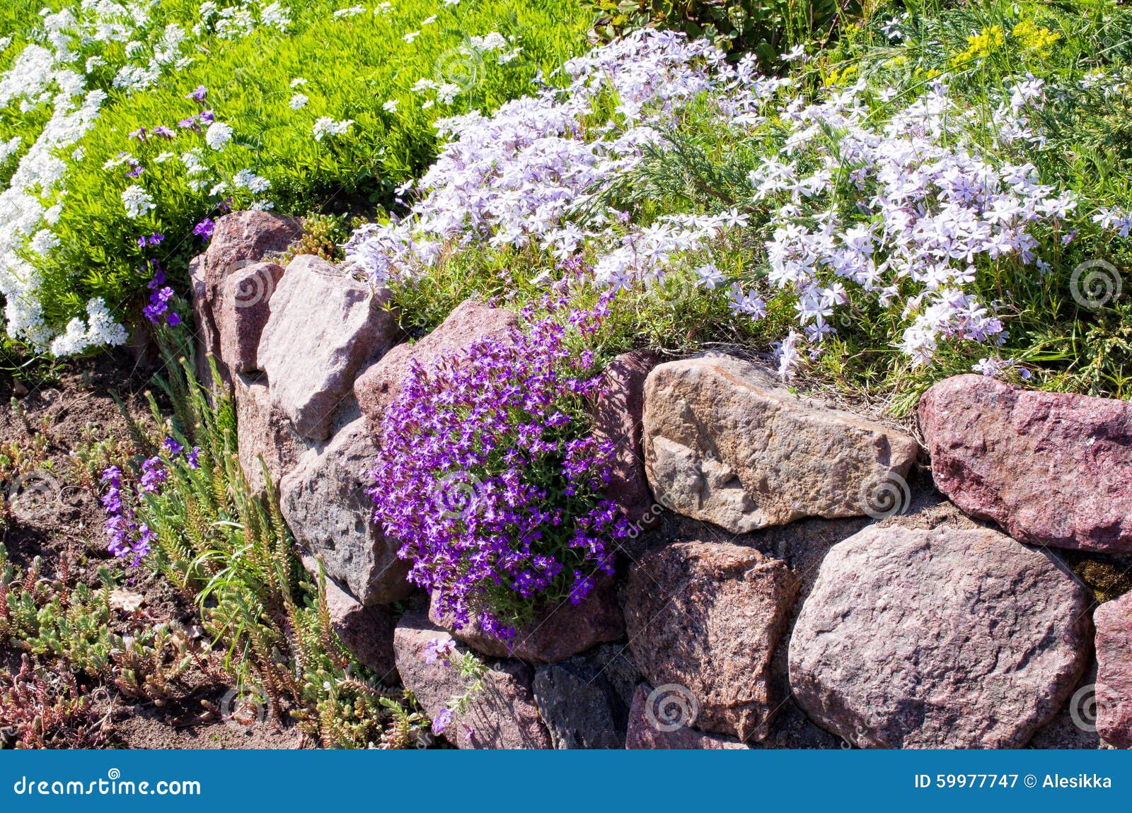 Flowers and Stones in Garden on Alpine Slide Stock Image Image of