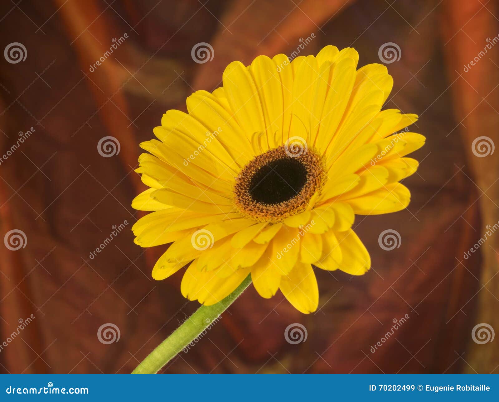 Flowers in Studio stock image. Image of daisy, flora 70202499