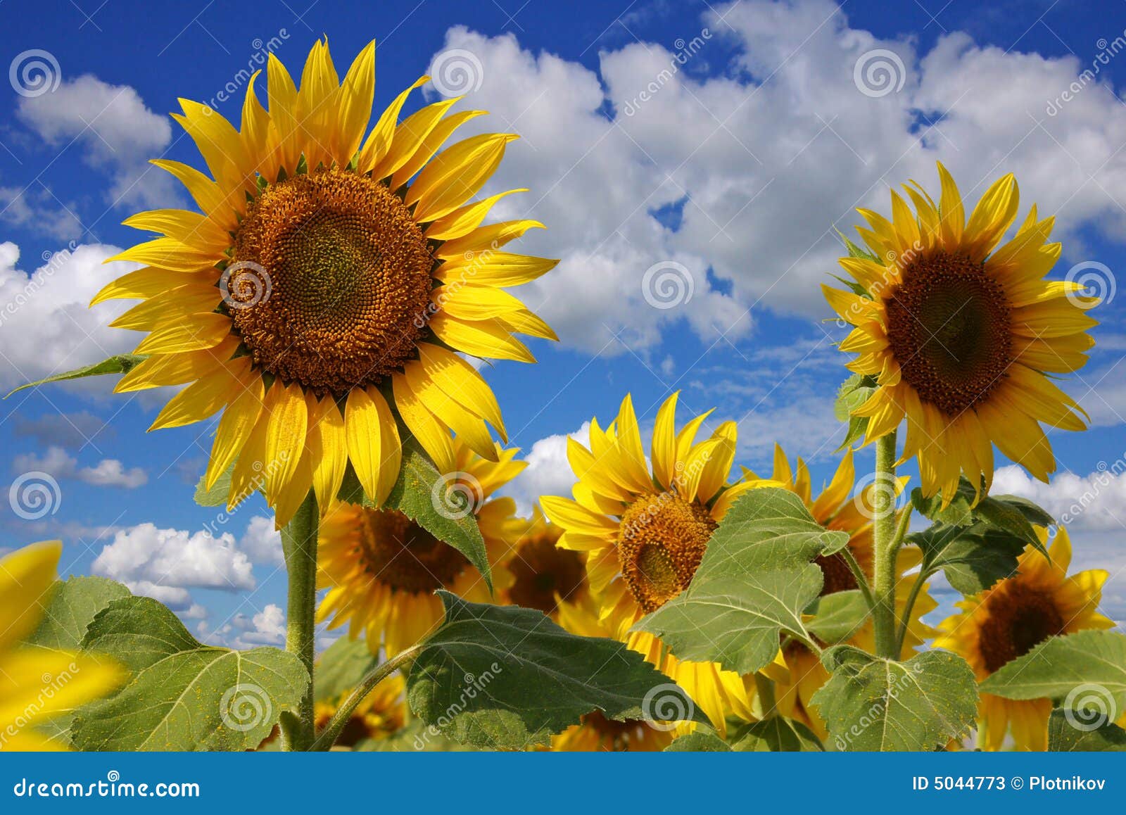 Flowers of a Sunflower on a Plantation Stock Image Image of growth