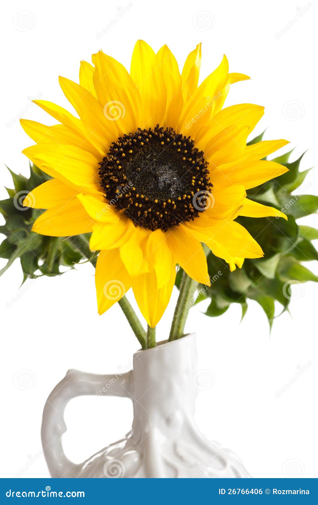 Flowers Sunflowers in a Vase Stock Photo Image of garden, organic