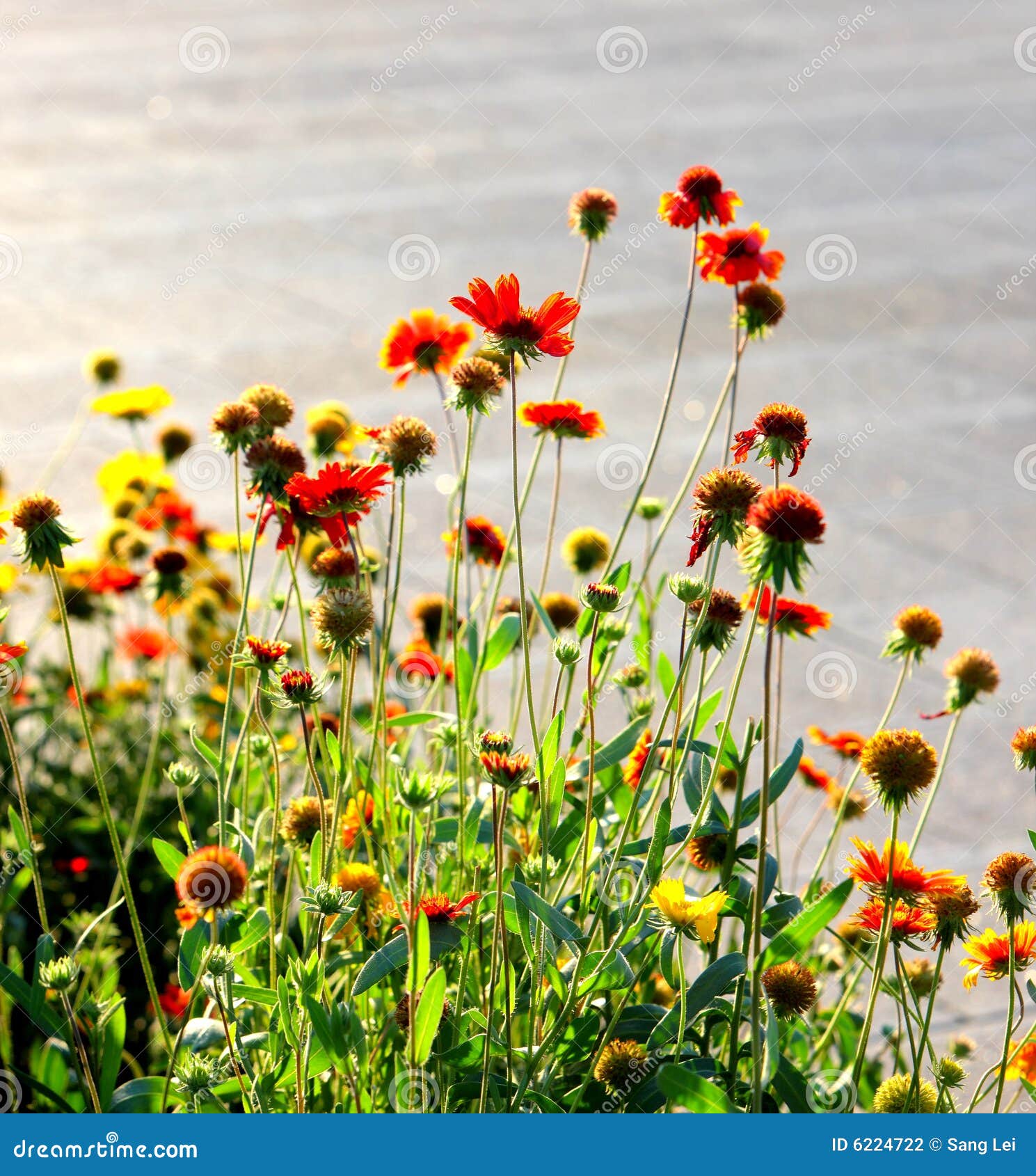 Flowers in sunlight stock photo. Image of gardens, leaf 6224722