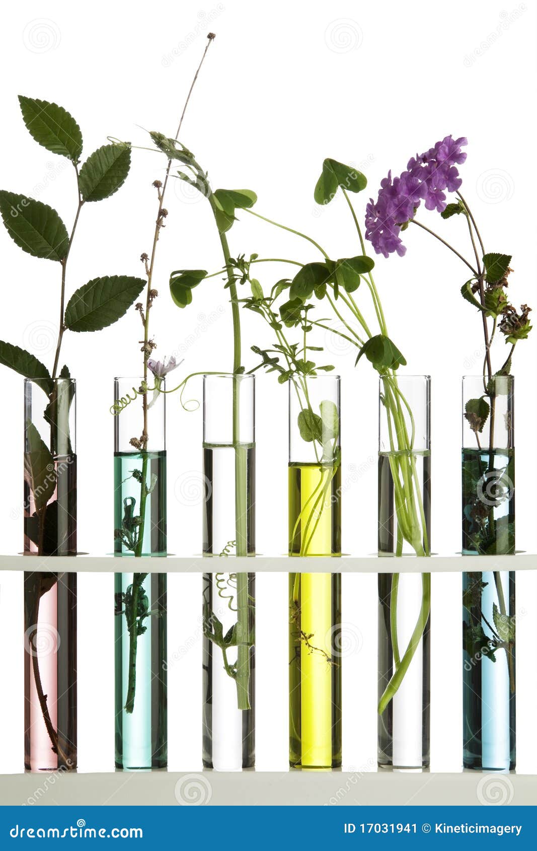 Flowers in test tubes stock image. Image of modification 17031941