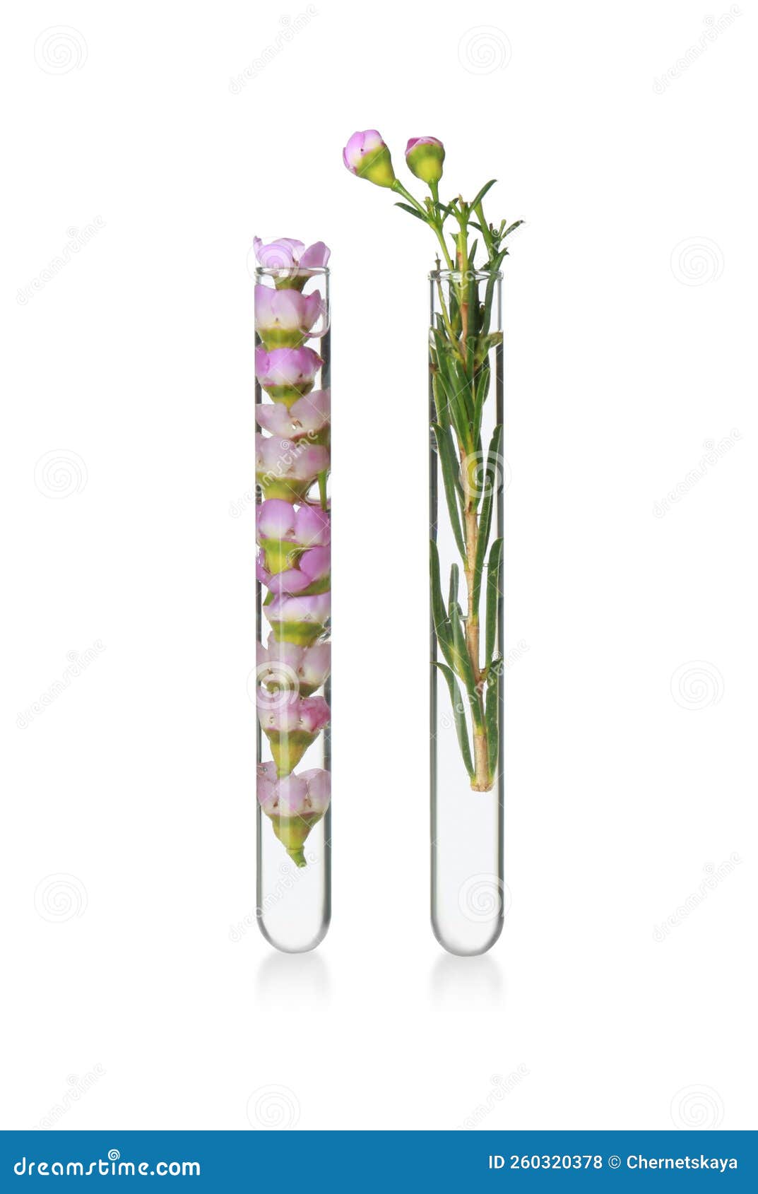 Flowers in Test Tubes on White Background Stock Photo Image of health
