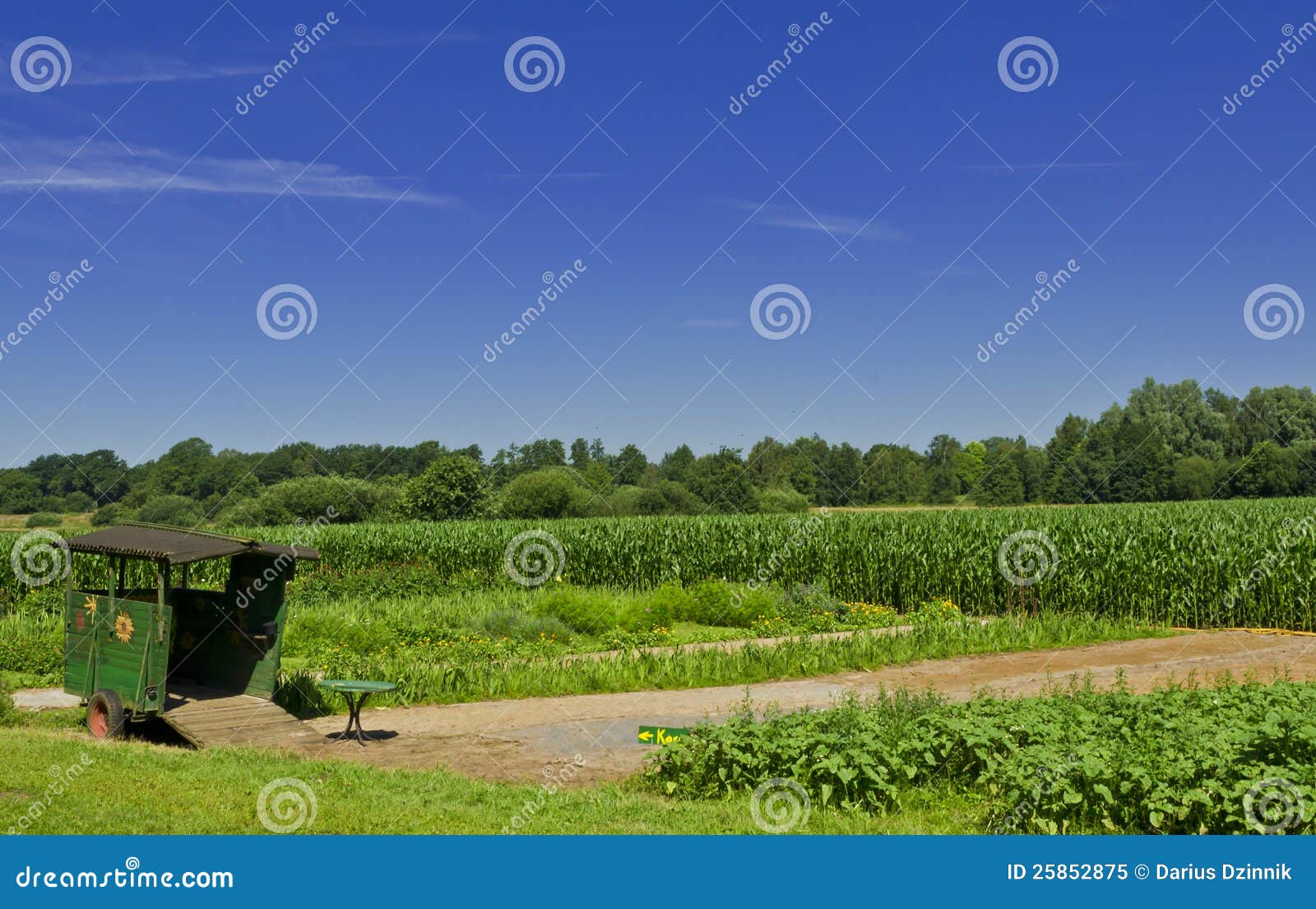 Flowers themselves pick stock image. Image of farm, flora 25852875