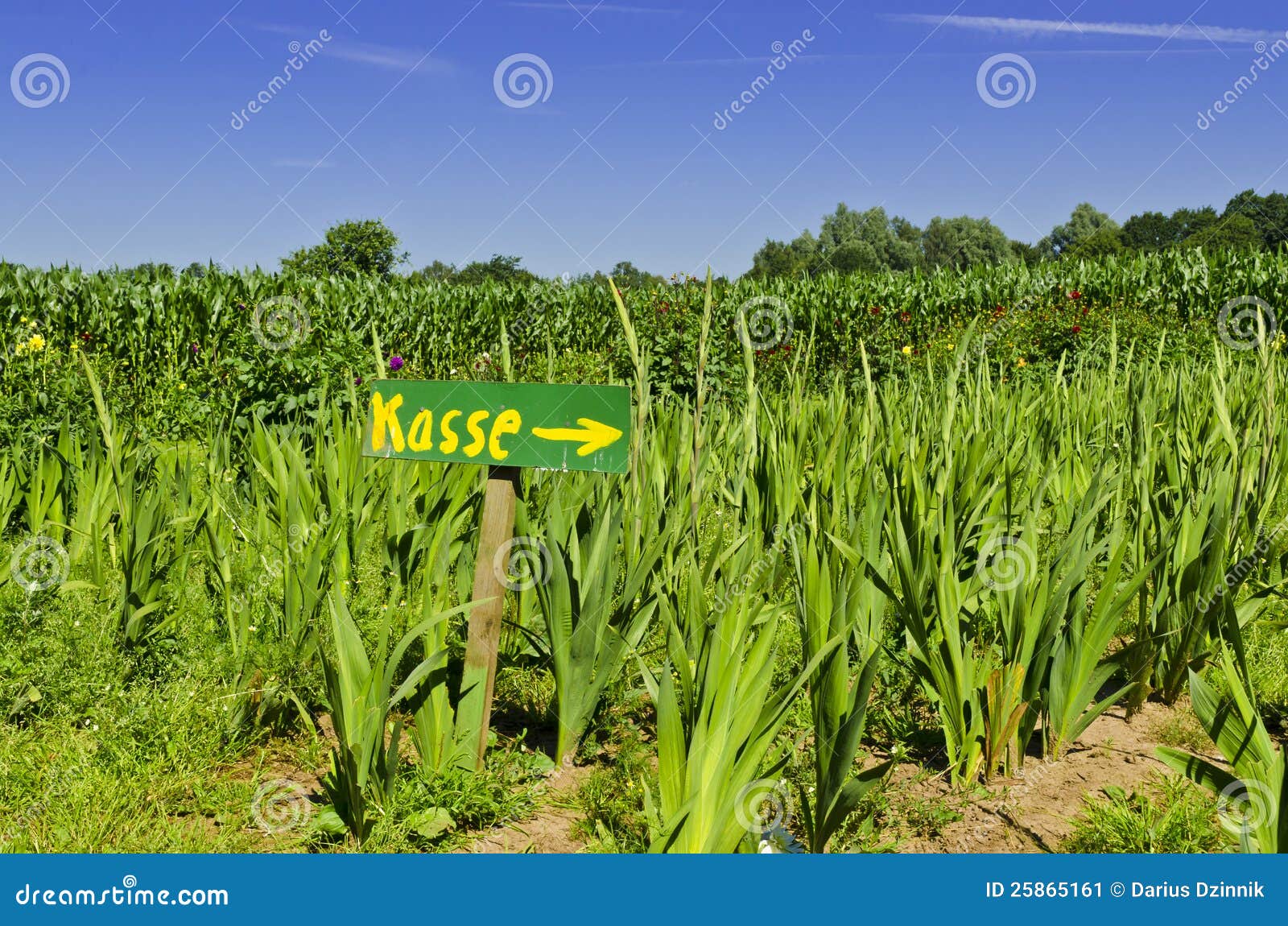 Flowers themselves pick stock image. Image of flowers 25865161