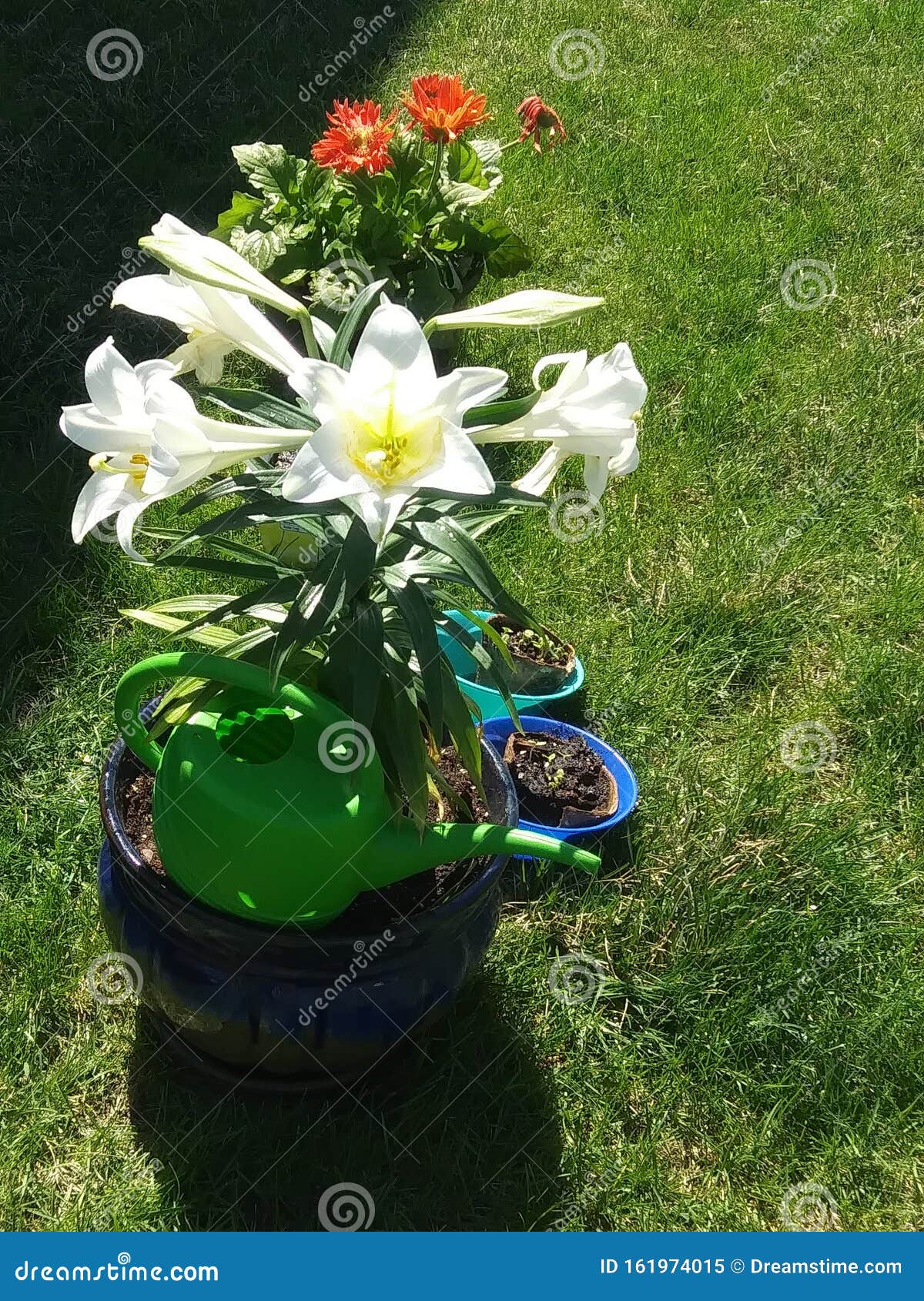 Flowers are a Thing of Beauty so Alive Colors Stock Image Image of