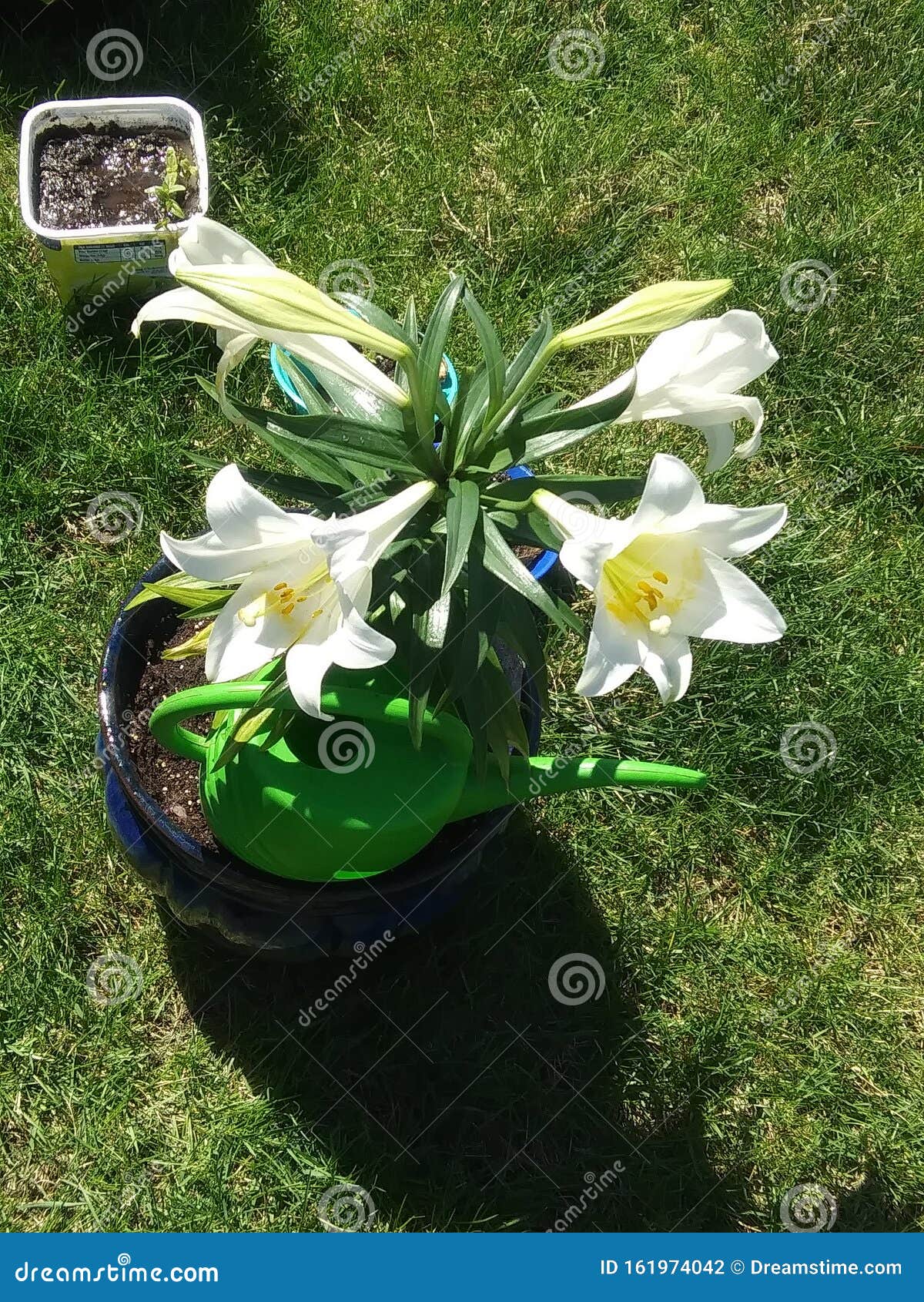 Flowers are a Thing of Beauty so Alive Colors Stock Photo Image of