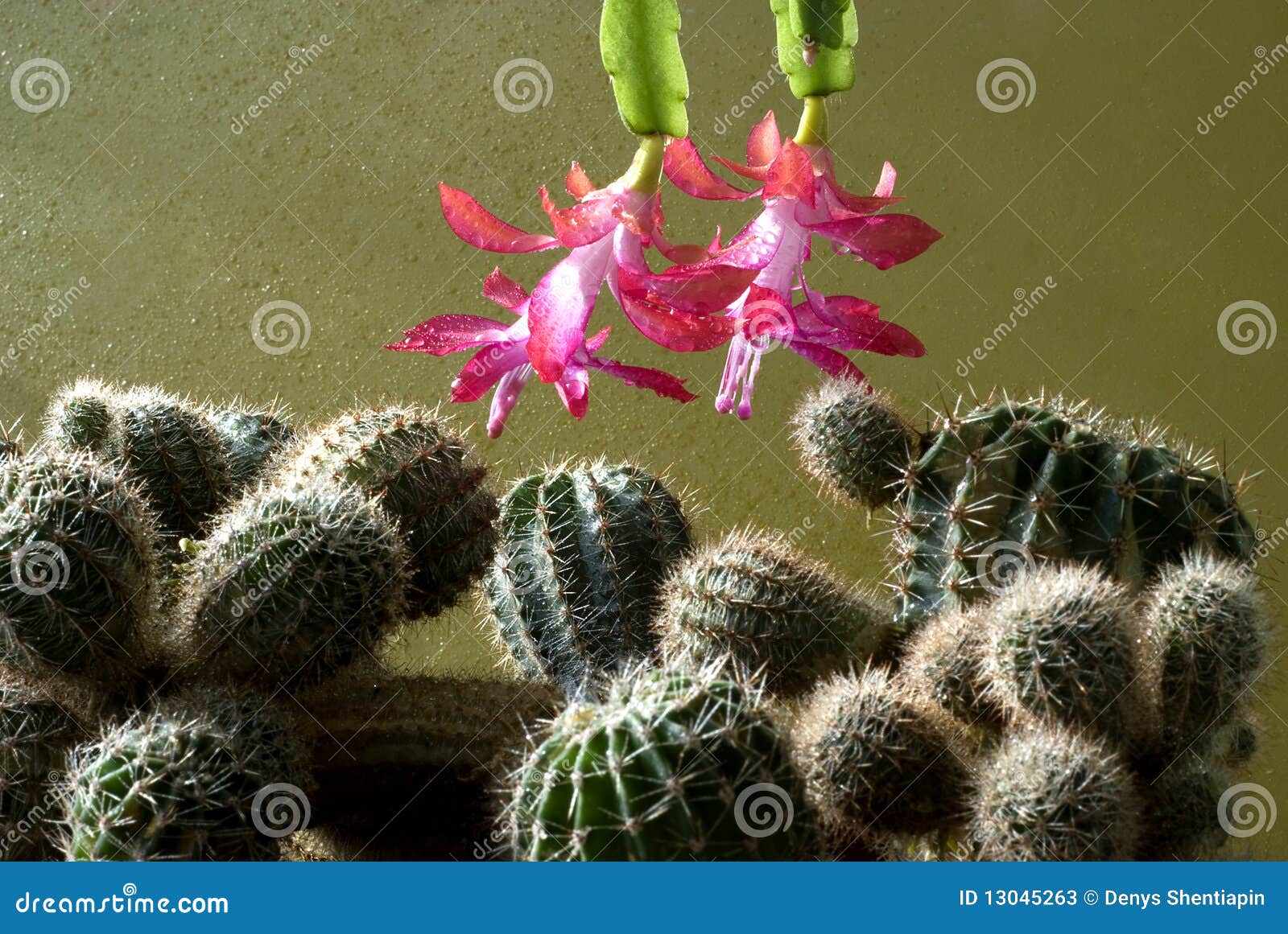 Flowers and thorns stock image. Image of petal, flora 13045263