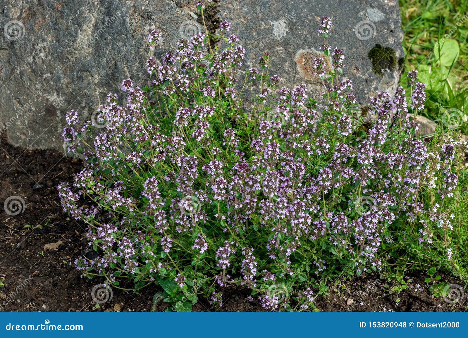 Flowers of thyme stock photo. Image of blossom, detail 153820948