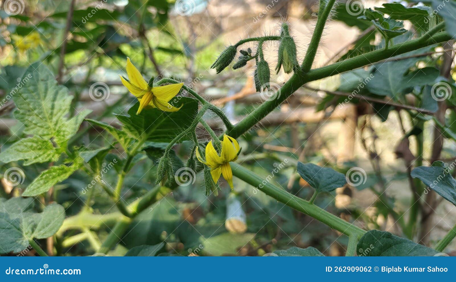 Flowers of Tomato on the Seedling. Blooming Tomato Plant Stock Photo Image of fruiting, green