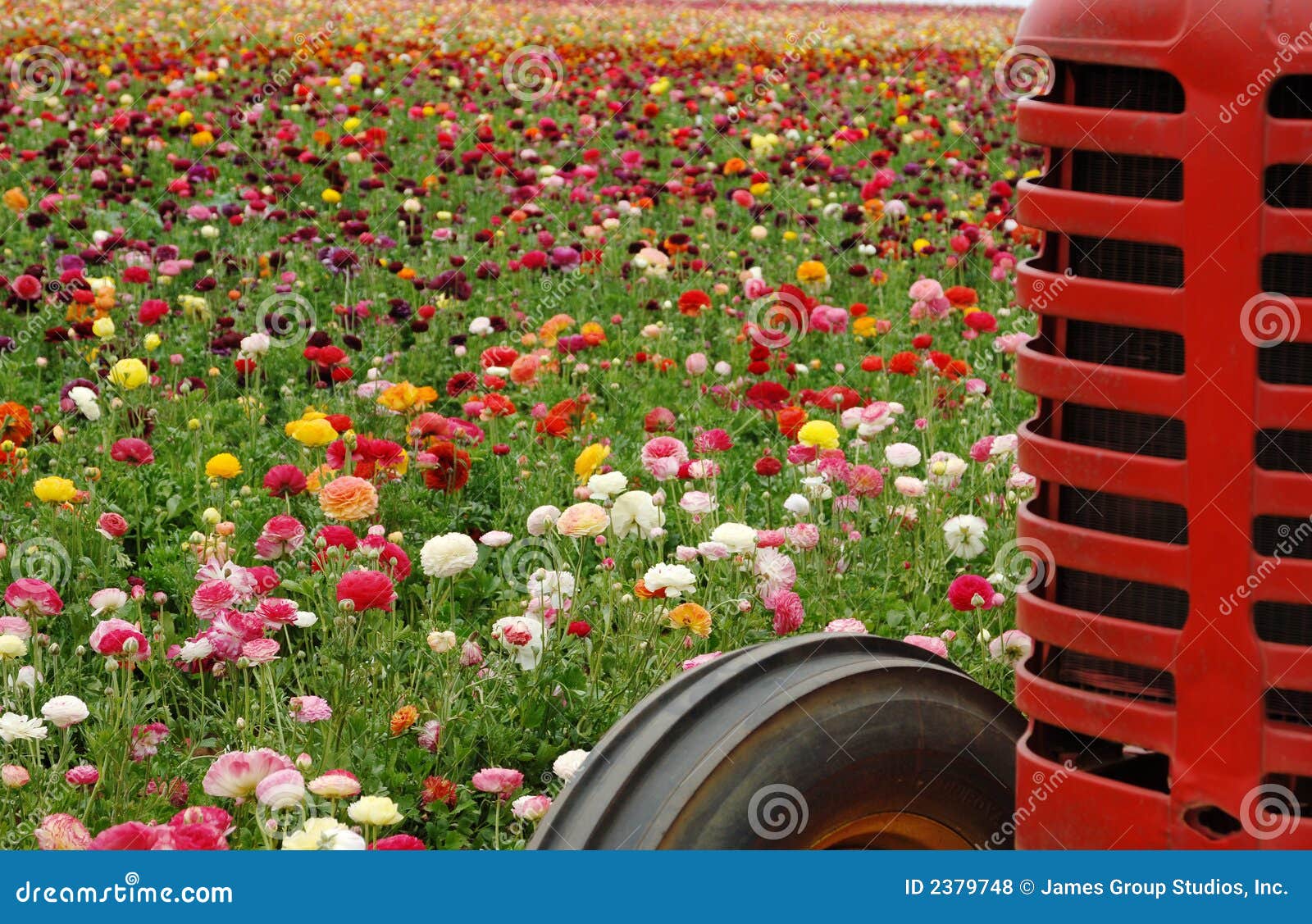 Flowers and tractor stock photo. Image of renuncula, spring 2379748