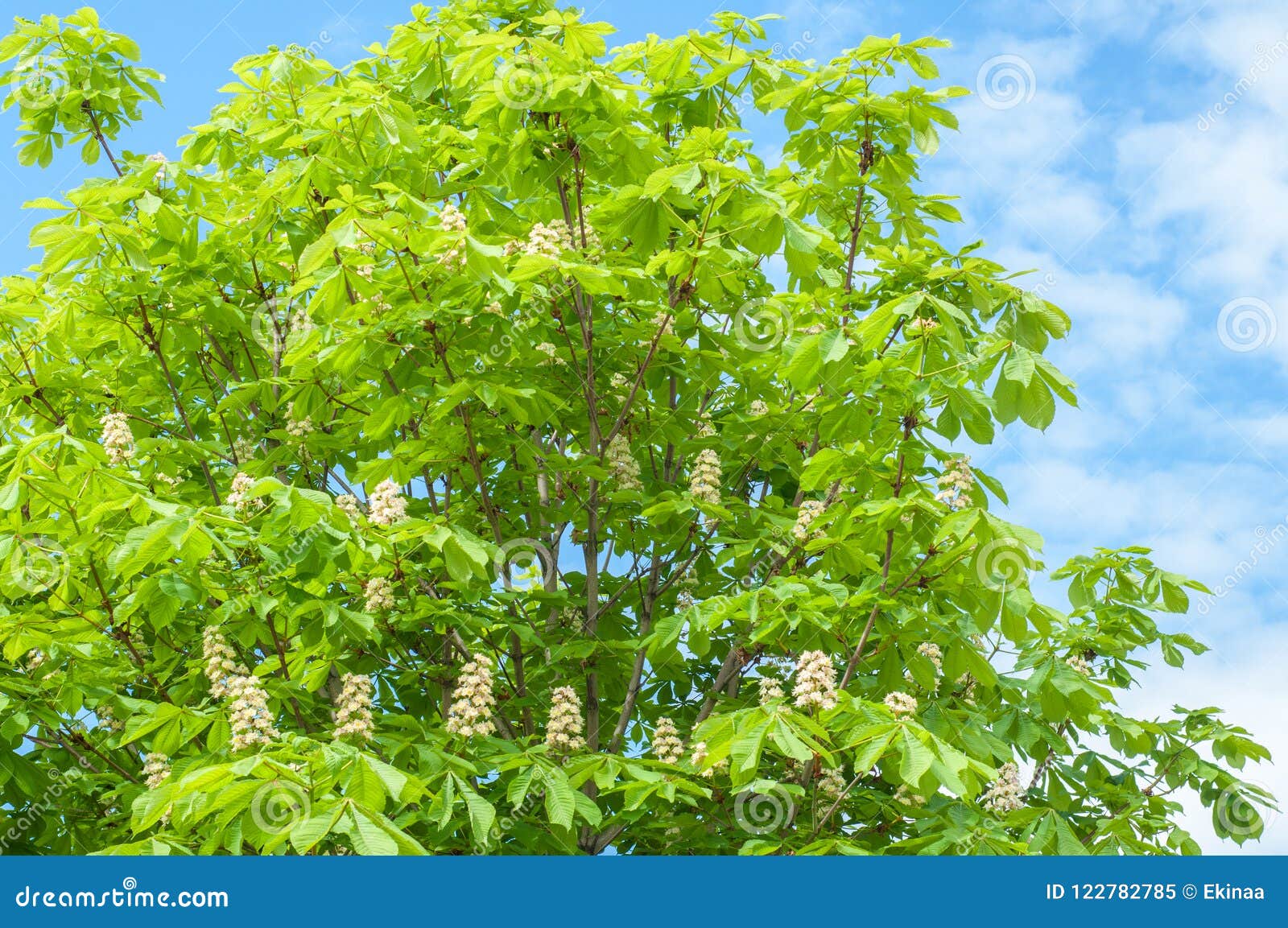 Flowers of a Tree a Chestnut. Spring Blossoming Chestnut Tree Fl Stock