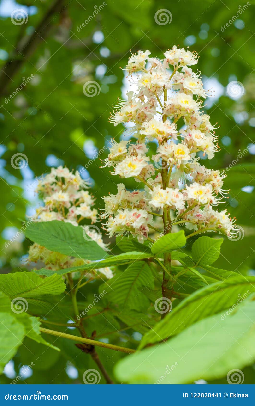 Flowers Of A Tree A Chestnut. Spring Blossoming Chestnut Tree Fl Stock