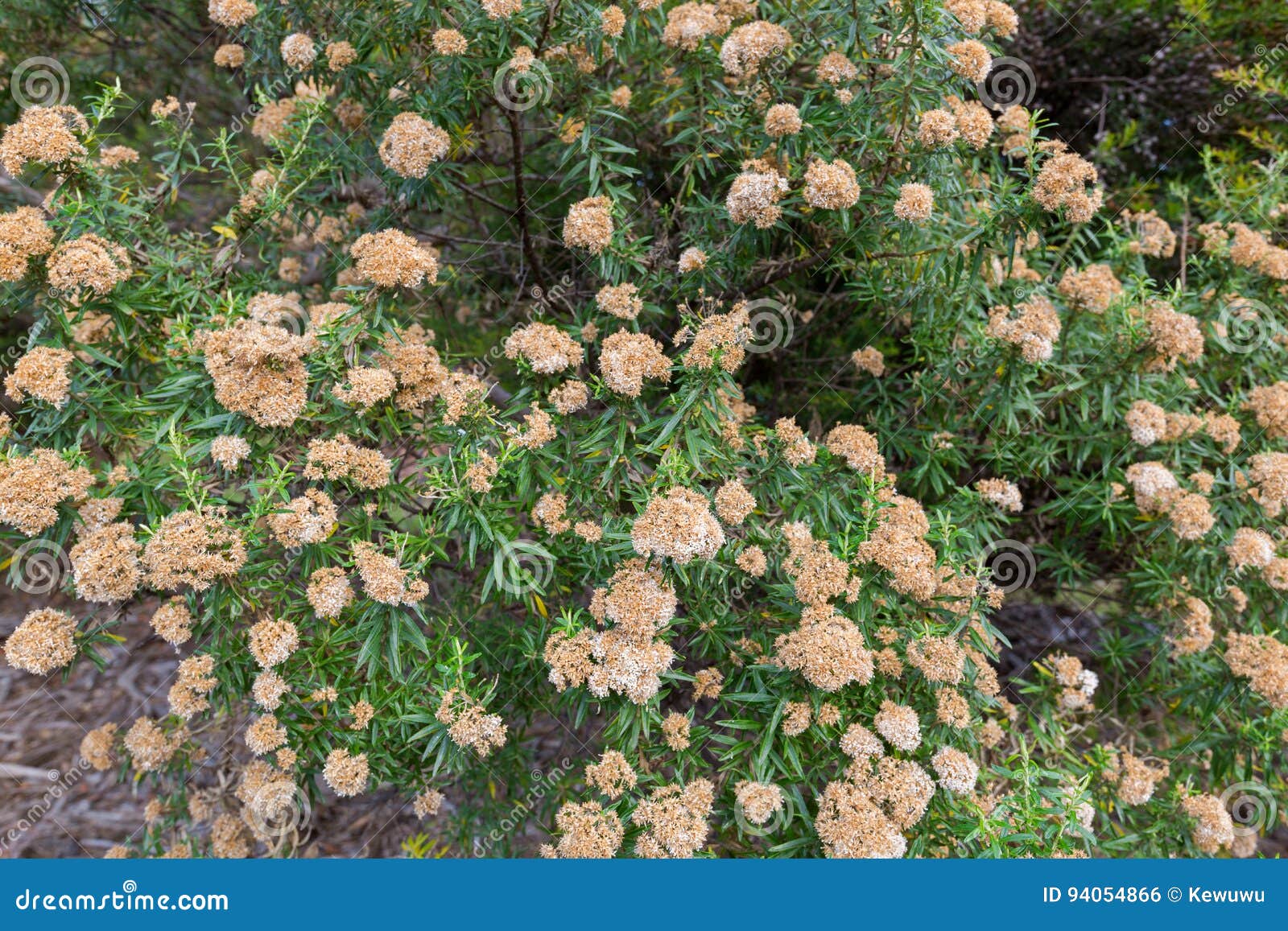 flowers of tree everlasting shrub, ozothamnus ferrugineus in tasmania, australia.