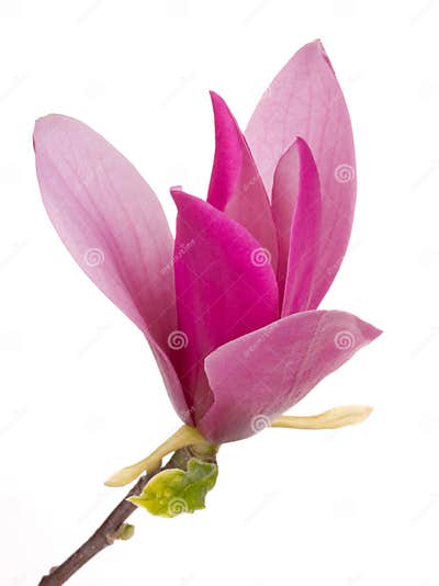 Flowers Tree Magnolia Flower Stock Image - Image of gardening, flora ...