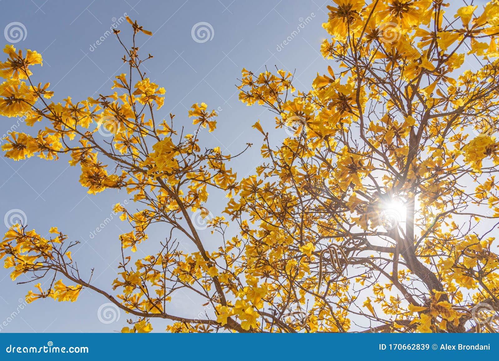 the flowers of the tree tabebuia vellosoi 04