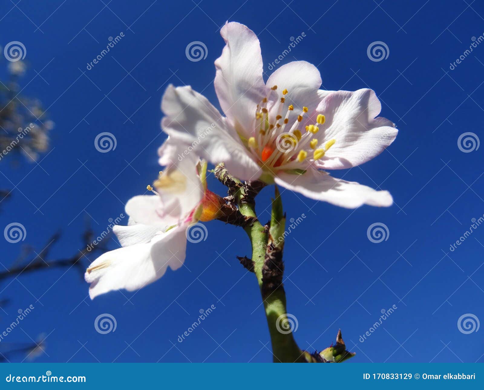 The flowers stock image. Image of almonds, weather, flowers 170833129