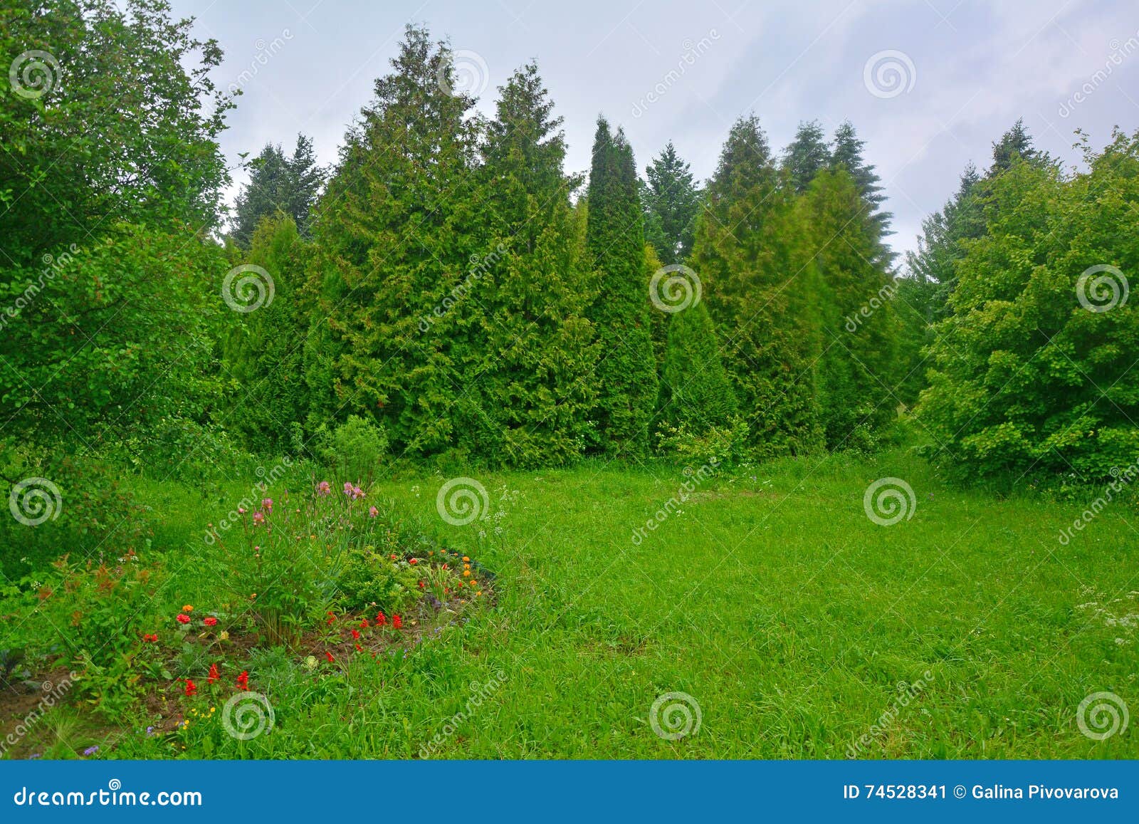 Flowers And Trees In Dendrology Garden In Pereslavl Zalessky City