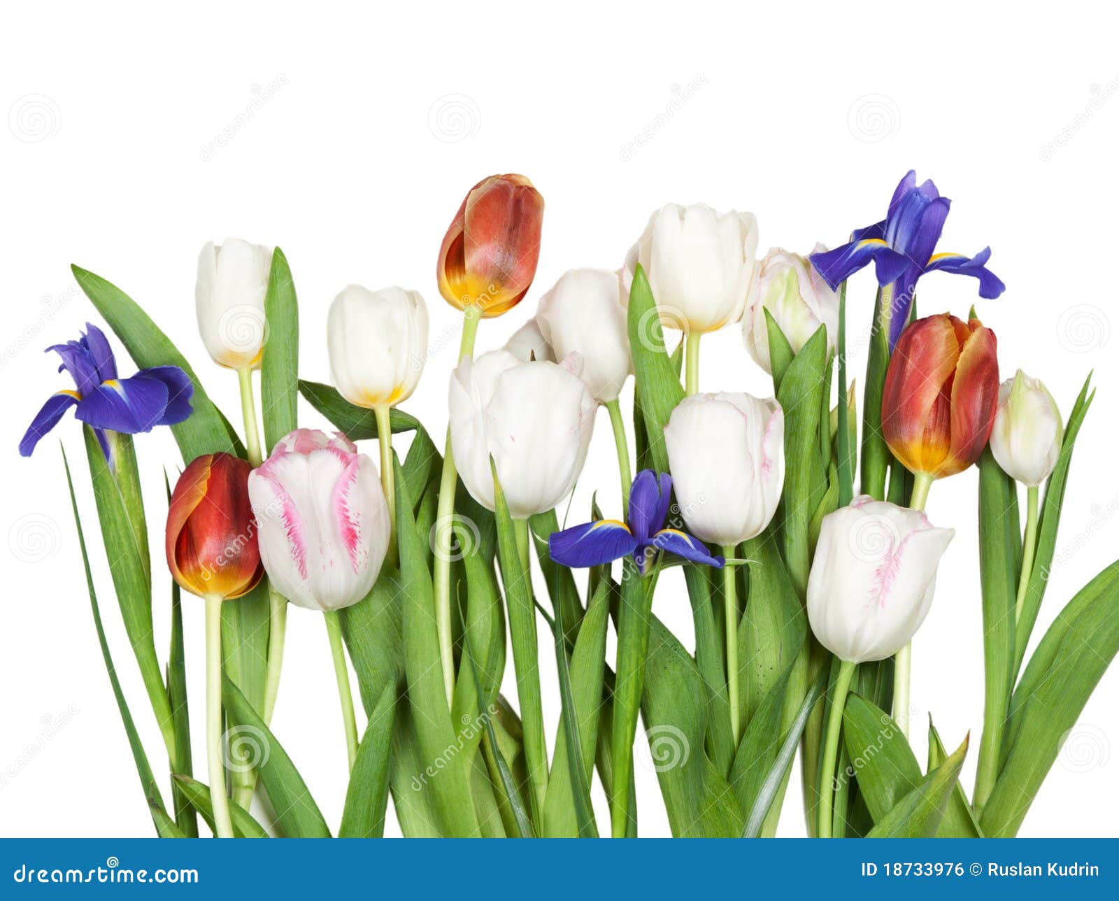 Flowers tulips, iris stock photo. Image of nature, botanical 18733976