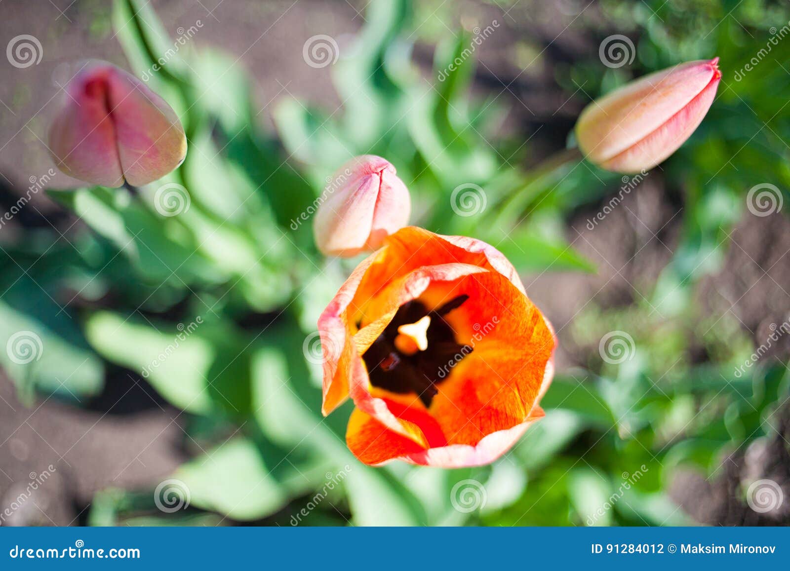 flowers tulips are red-yellow on a background of green
