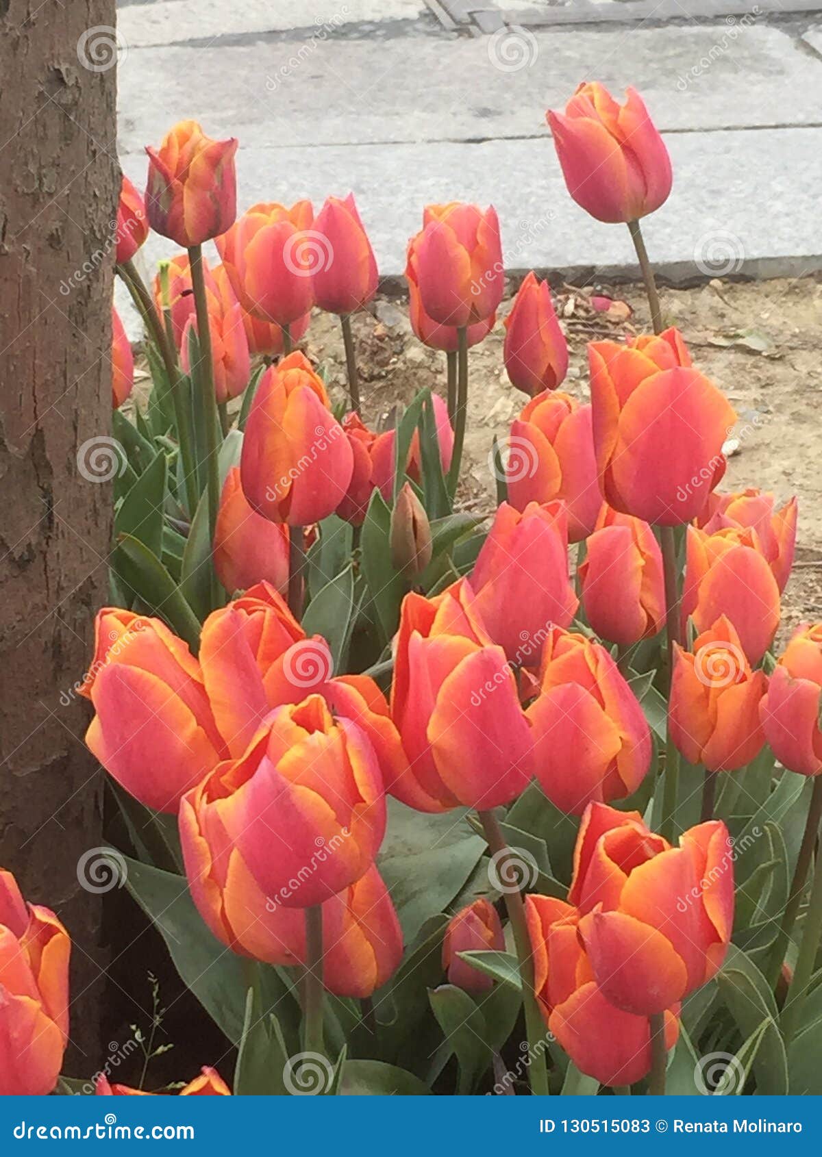 turkish tulips