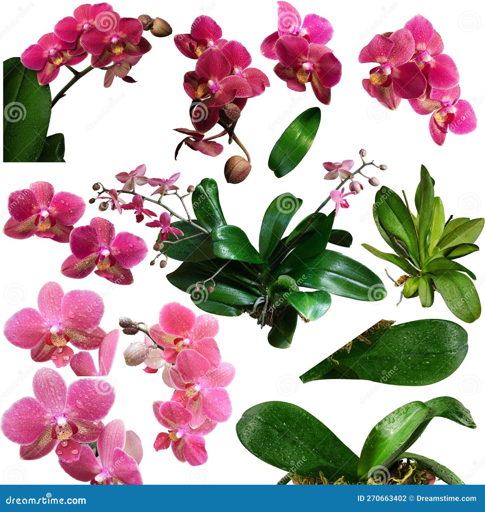 Flowers, Twigs and Leaves of an Orchid Plant Isolate Stock Photo