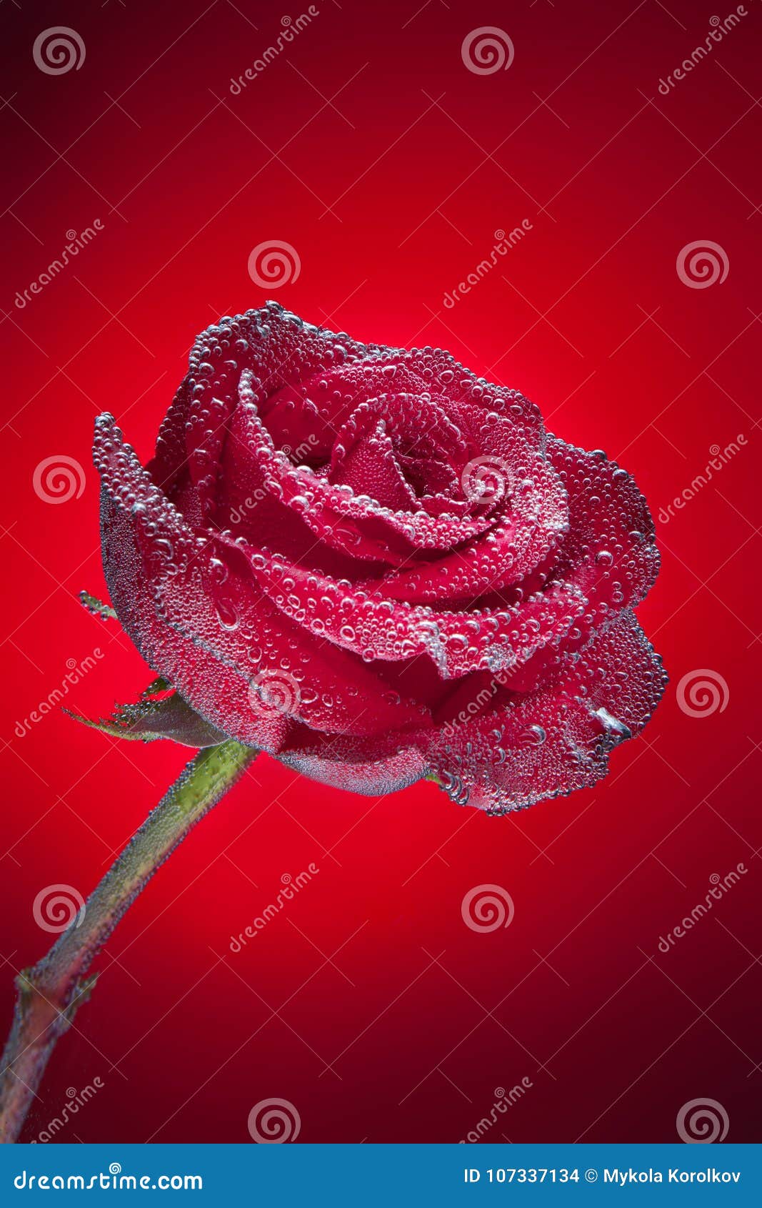 Flowers Under The Water, Red Rose With Air Bubbles Stock Photo ...