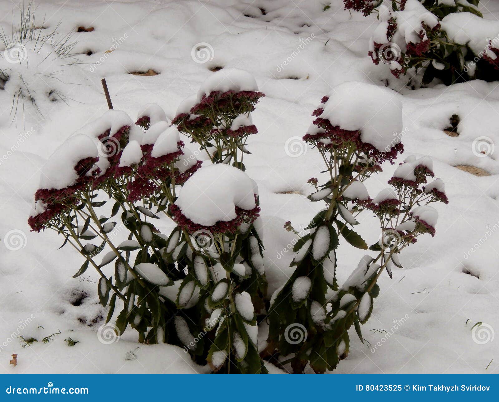 Flowers Under White Snow in Winter Stock Image Image of life, detail