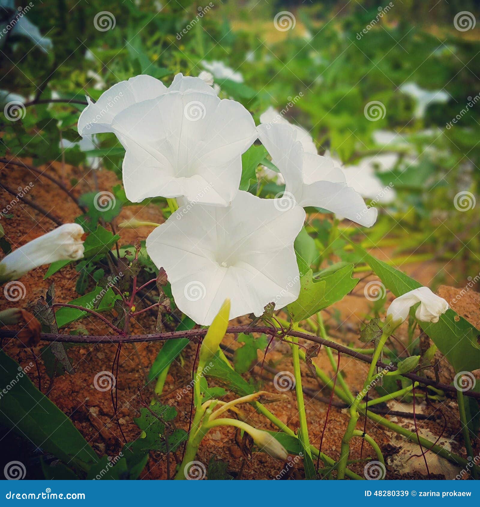 white morning glory flowers