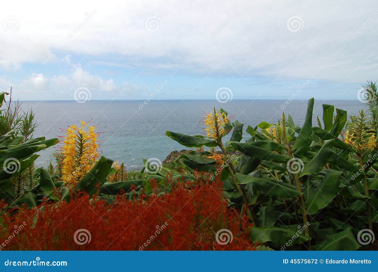 flowers ver the coast of the azores