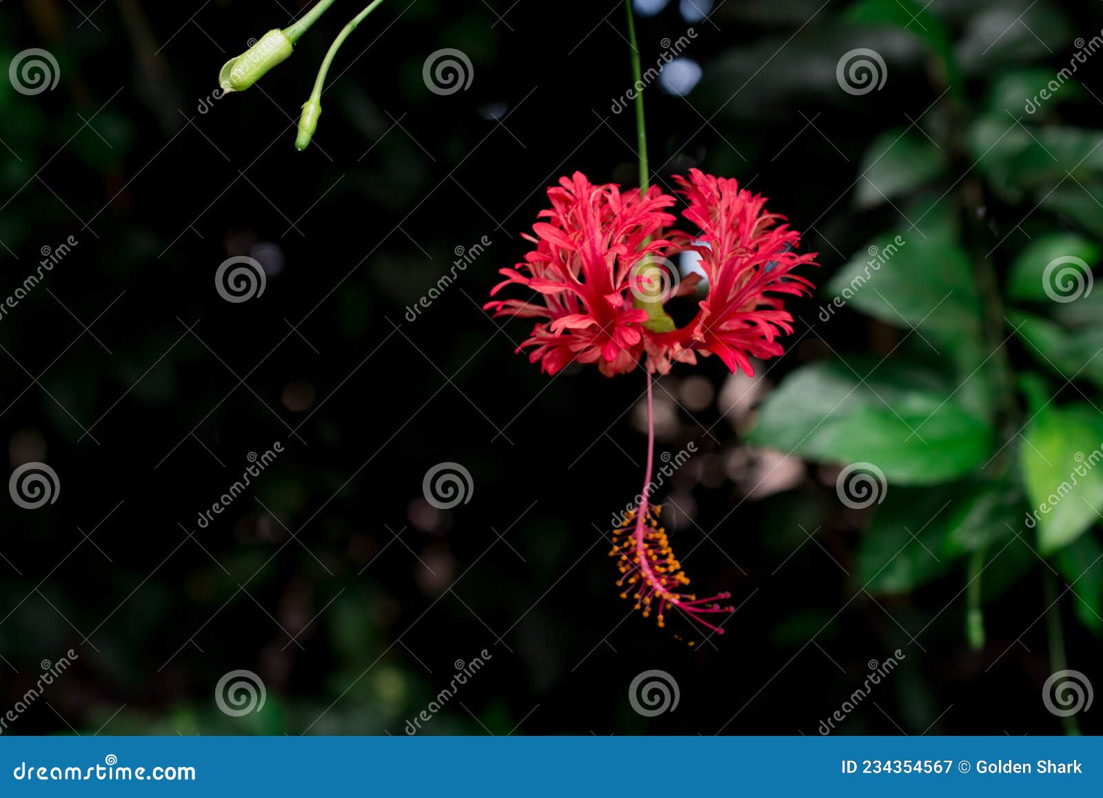 The Flowers are Very Decorative, Pendulous Eardrop Shape Stock Image -  Image of flowering, green: 234354567