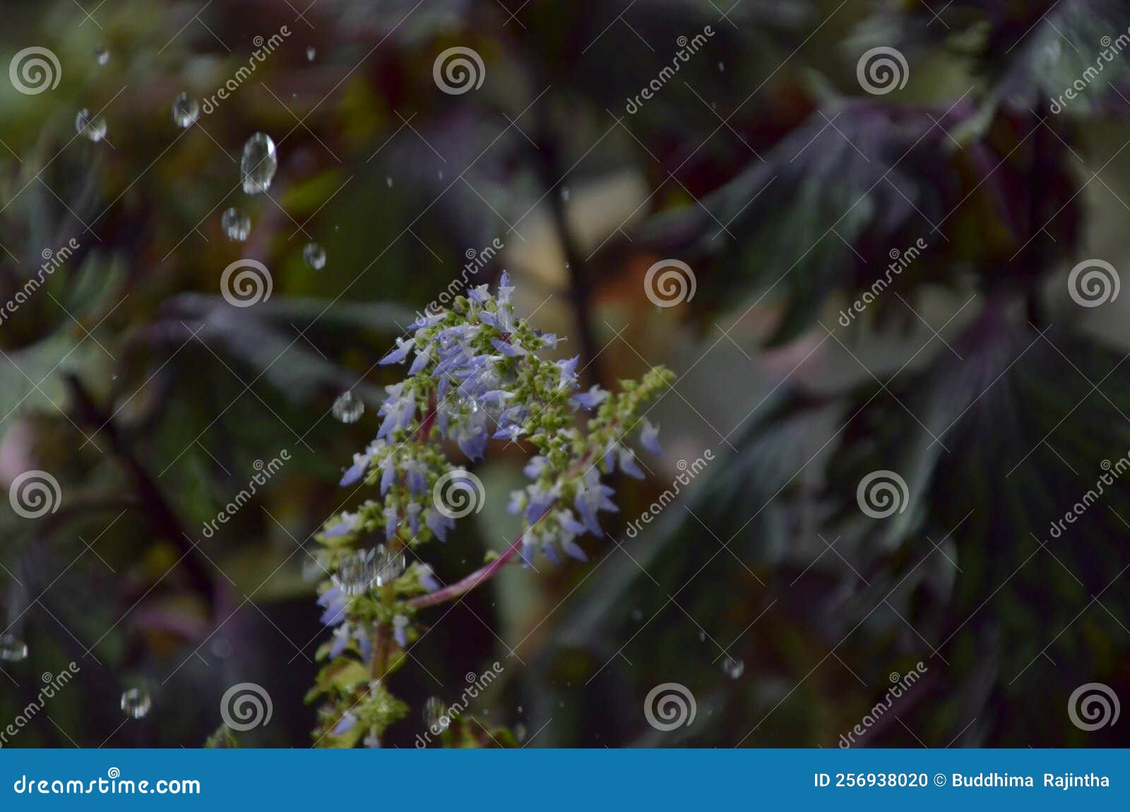 1234567890 Stock Photo, Picture and Royalty Free Image. Image 17800787.