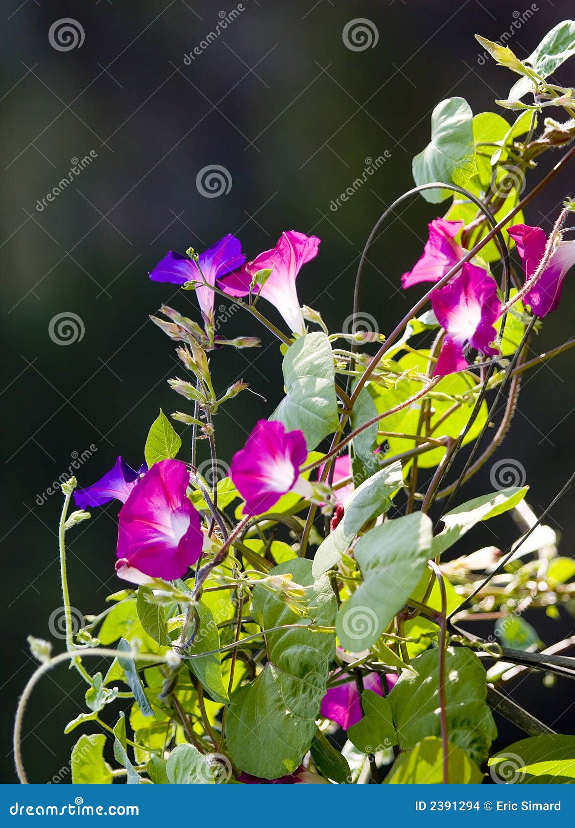 Flowers on a vine stock photo. Image of growing, ipomoea 2391294