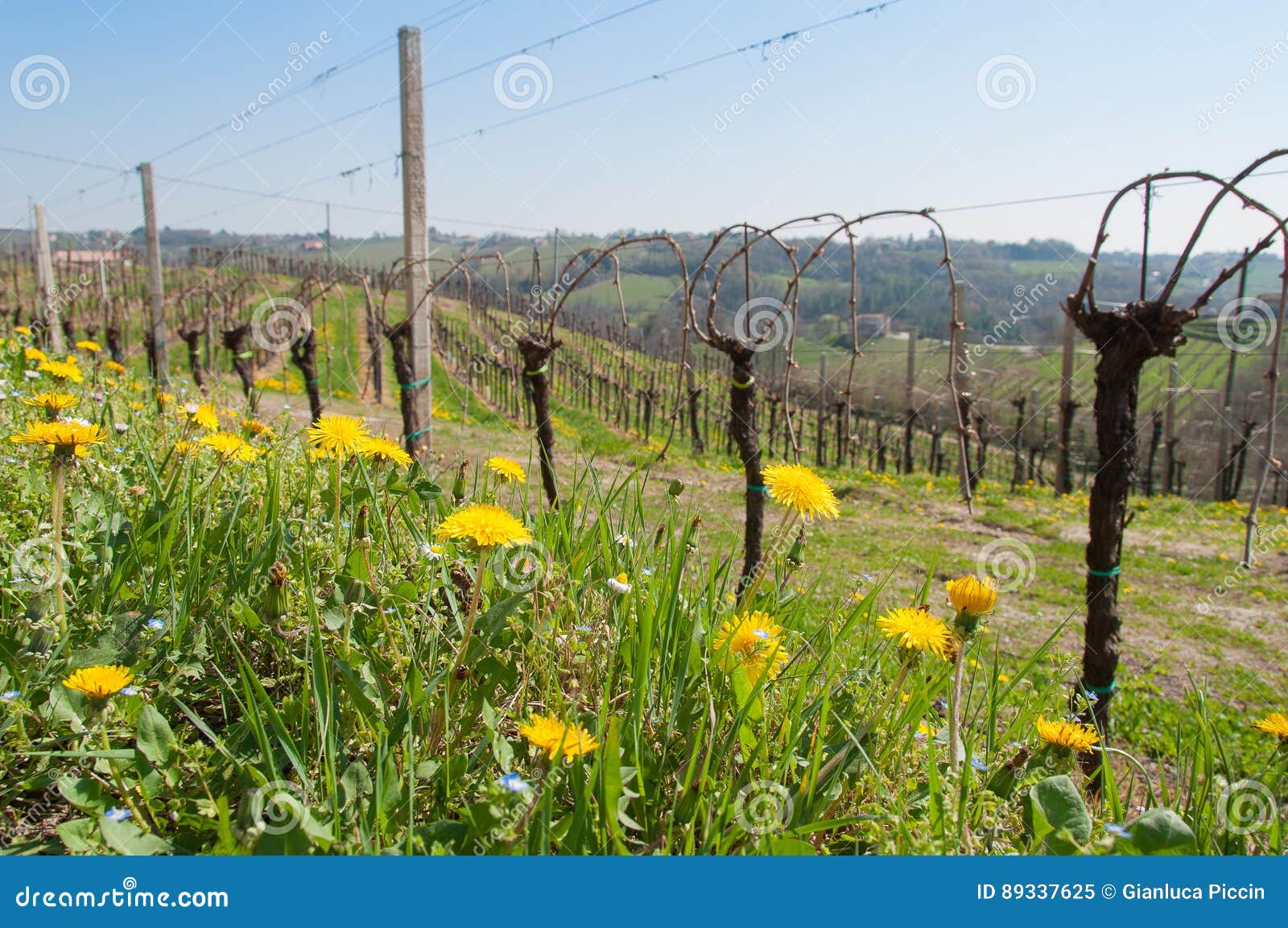 Flowers and vineyard stock image. Image of italy, florescence 89337625