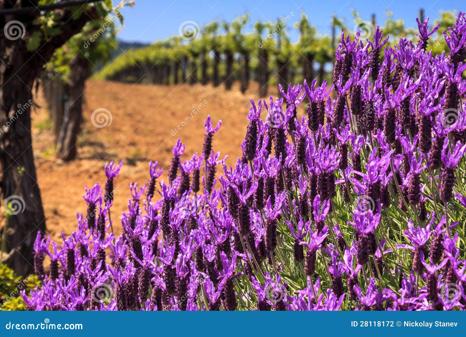 Flowers and Vineyards stock photo. Image of agriculture - 28118172