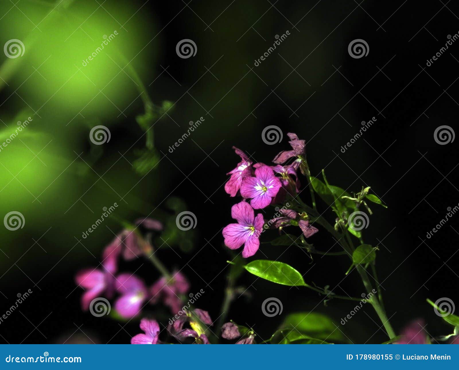 Flowers Violet, it is Spring Finally Stock Image Image of orange